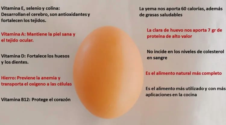 Propiedades del huevo 2